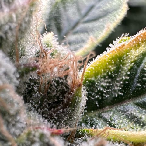 CxLAZ #20 C1 25g growlog timeline photo