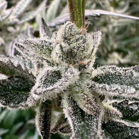 MiscxLAZ #29 C growlog timeline photo