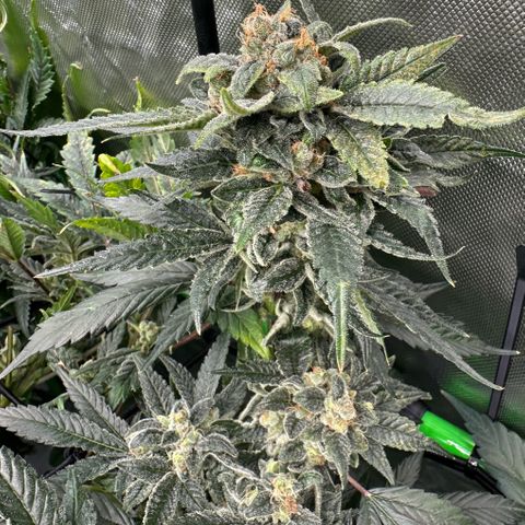 MiscxLAZ #08 C #1 growlog timeline photo