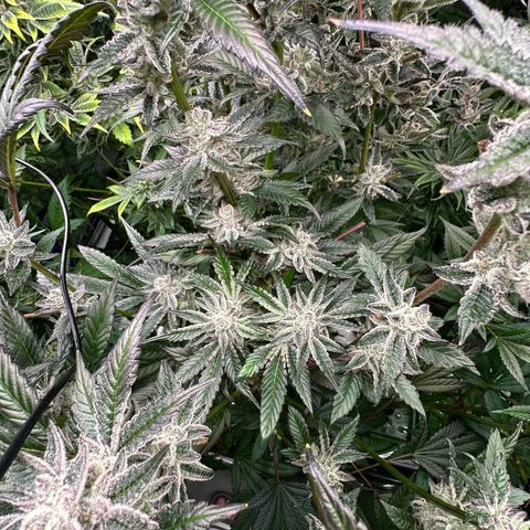 MiscxLAZ #29 C growlog timeline photo