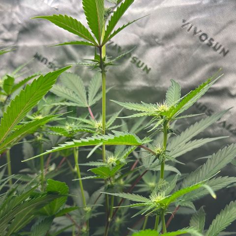 CxLAZ #15 C #1 growlog timeline photo
