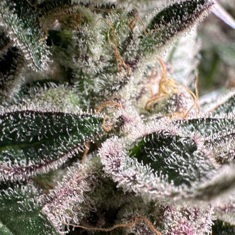 CxLAZ #03 C #1 58.58g growlog timeline photo