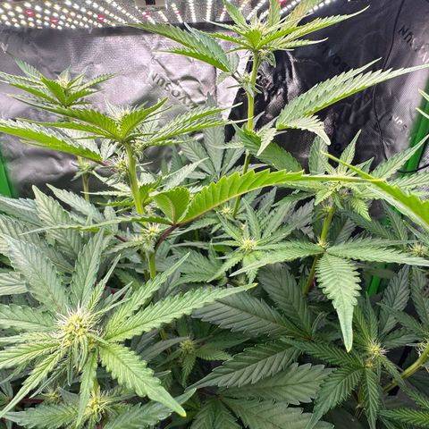 CxLAZ #15 C #1 growlog timeline photo