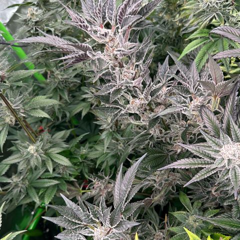 MiscxLAZ #37 C growlog timeline photo