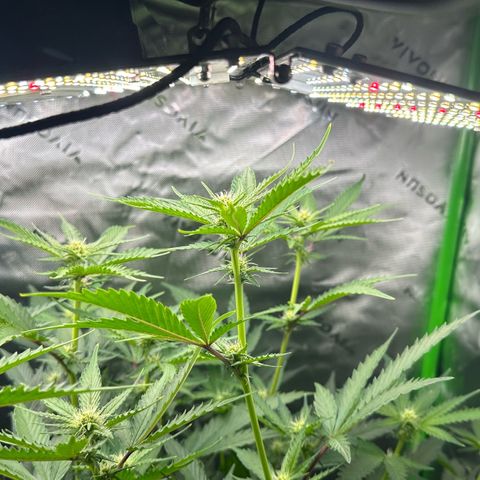 CxLAZ #15 C #1 growlog timeline photo