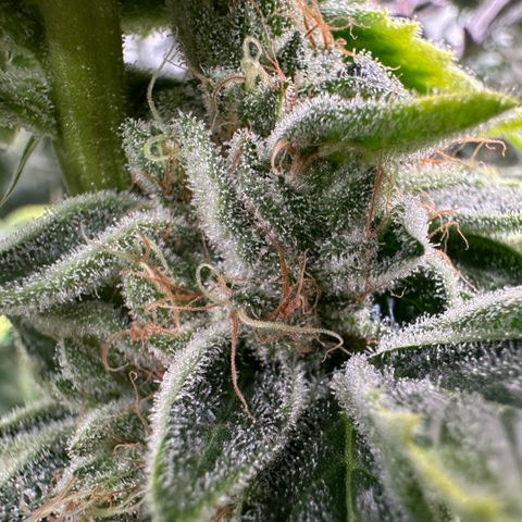 CxLAZ #20 C1 25g growlog timeline photo