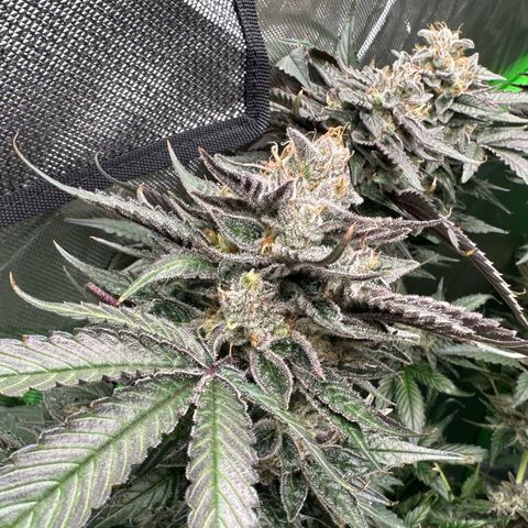 CxLAZ #03 C #1 58.58g growlog timeline photo