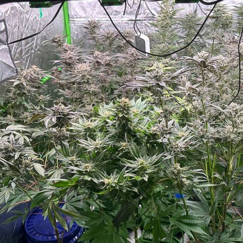 MiscxLAZ #29 C growlog timeline photo