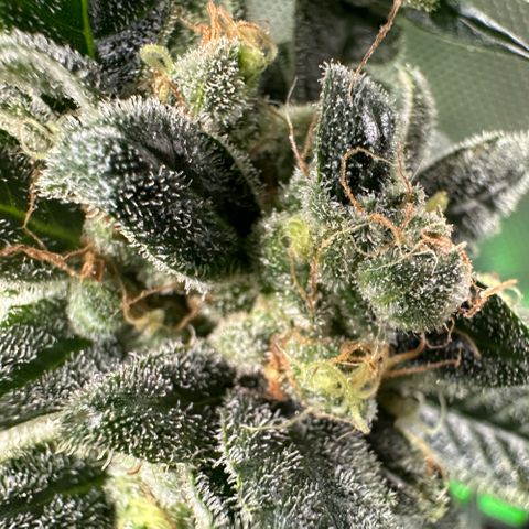 MiscxLAZ #08 C #1 growlog timeline photo