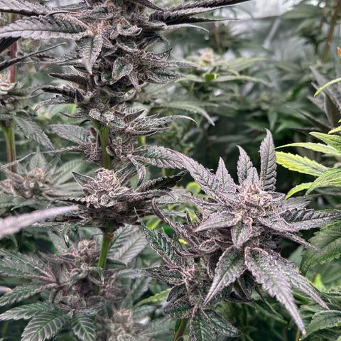 MiscxLAZ #22 C 42.33g growlog timeline photo