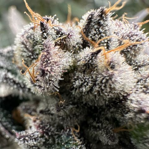 MiscxLAZ #22 C 42.33g growlog timeline photo