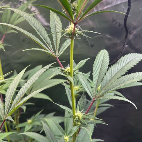 MiscxLAZ #26 C #2 growlog timeline photo