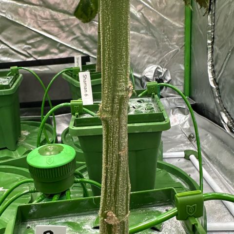 MiscxLAZ #08 C #1 growlog timeline photo