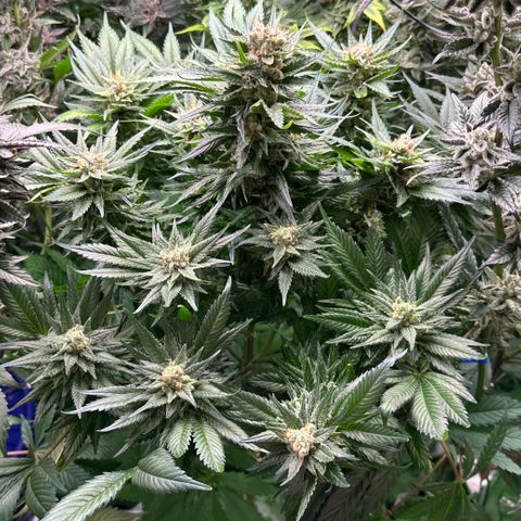 Fuel D.OG #1 Female 47.36g growlog timeline photo