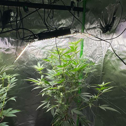 CxLAZ #15 C #1 growlog timeline photo