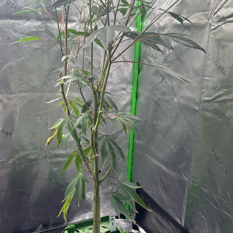 CxLAZ #15 C #1 growlog timeline photo