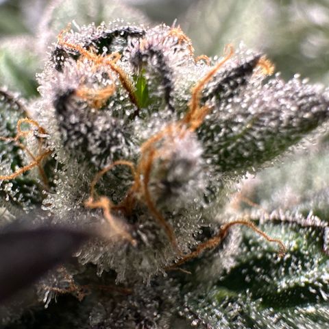 MiscxLAZ 5-4 34.63g growlog timeline photo