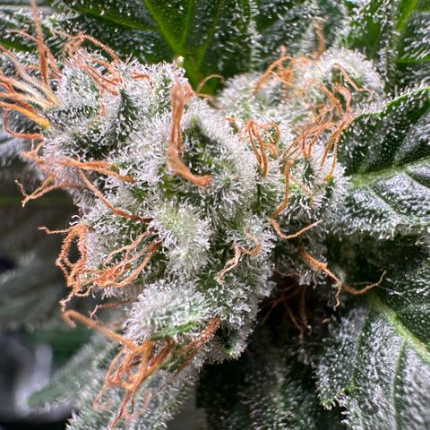 Fuel D.OG #1 Female 47.36g growlog timeline photo