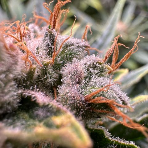 Fuel D.OG #1 Female 47.36g growlog timeline photo