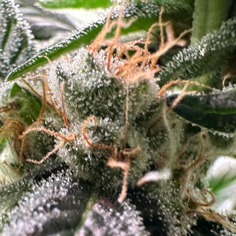Fuel D.OG #2 Female 49.44g M growlog timeline photo