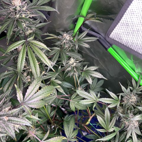 CxLAZ #03 C #1 58.58g growlog timeline photo