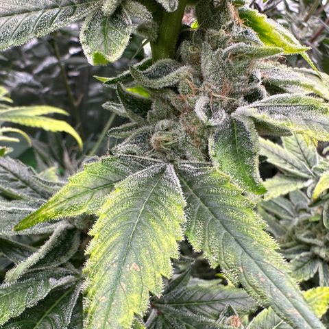 CxLAZ #20 C1 25g growlog timeline photo