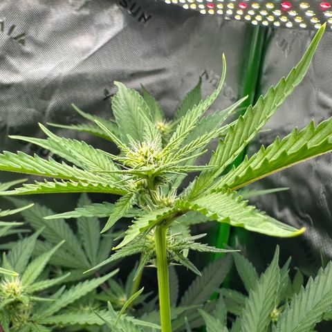 CxLAZ #15 C #1 growlog timeline photo