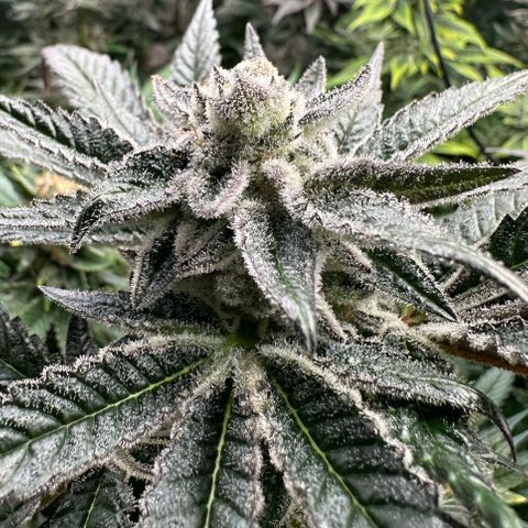 MiscxLAZ #29 C growlog timeline photo