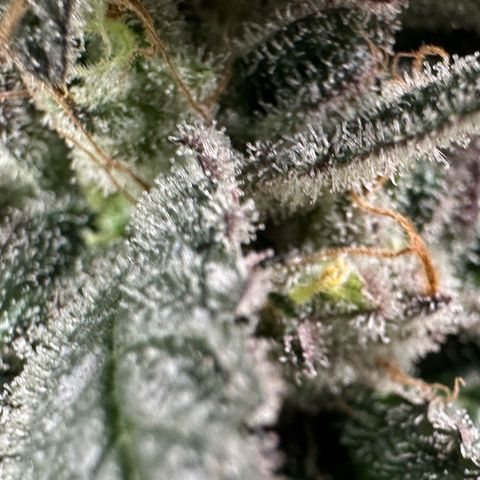CxLAZ #03 C #1 58.58g growlog timeline photo