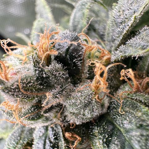MiscxLAZ #08 C #1 growlog timeline photo