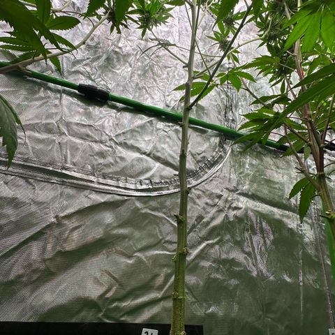 CxLAZ #31 C growlog timeline photo