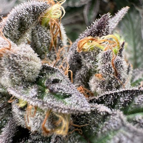 CxLAZ #03 C #1 58.58g growlog timeline photo