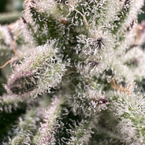 MiscxLAZ #29 C growlog timeline photo