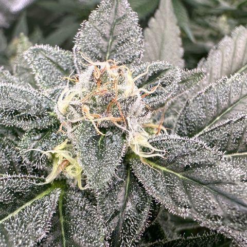 CxLAZ #31 C growlog timeline photo