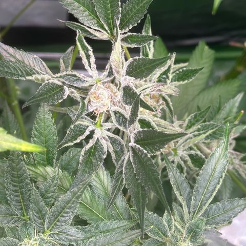 MiscxLAZ #37 C growlog timeline photo