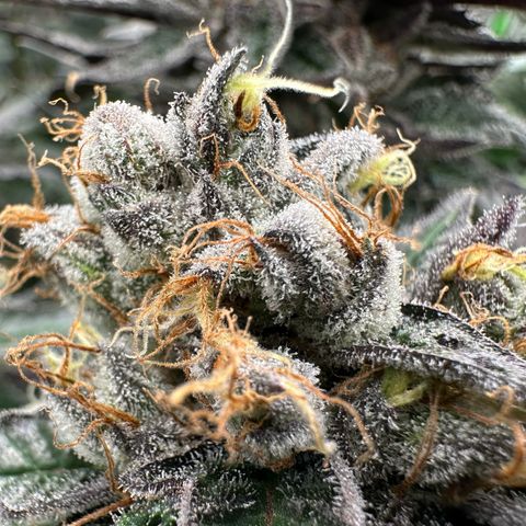 CxLAZ #03 C #1 58.58g growlog timeline photo