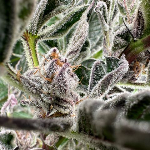 MiscxLAZ #37 C growlog timeline photo