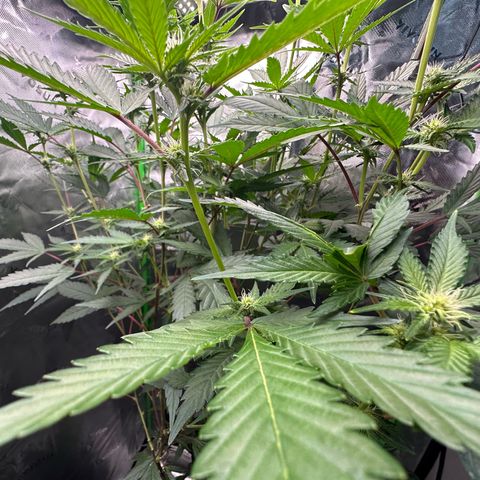 CxLAZ #15 C #1 growlog timeline photo