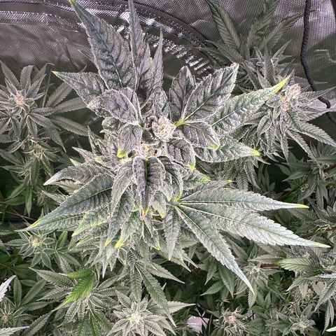 CxLAZ #31 C growlog timeline photo