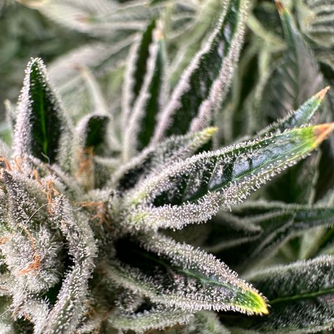 MiscxLAZ #26 C #1 47.15g growlog timeline photo