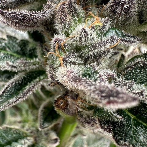 MiscxLAZ #22 C 42.33g growlog timeline photo