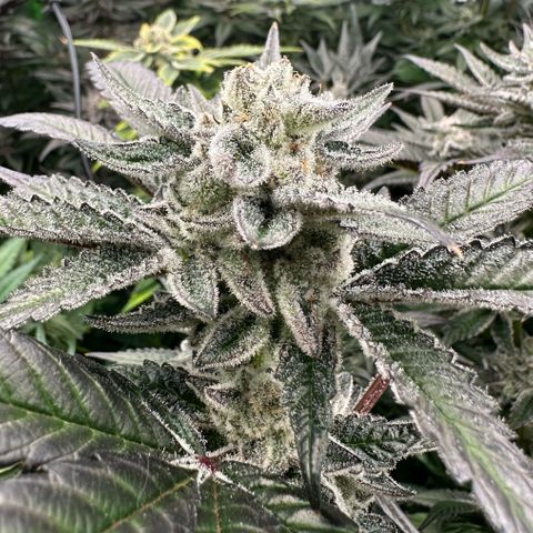 MiscxLAZ #29 C growlog timeline photo