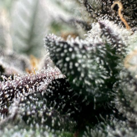 MiscxLAZ #22 C 42.33g growlog timeline photo