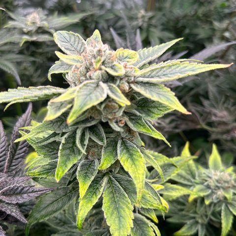 CxLAZ #20 C1 25g growlog timeline photo