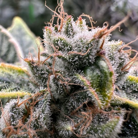 CxLAZ #20 C1 25g growlog timeline photo