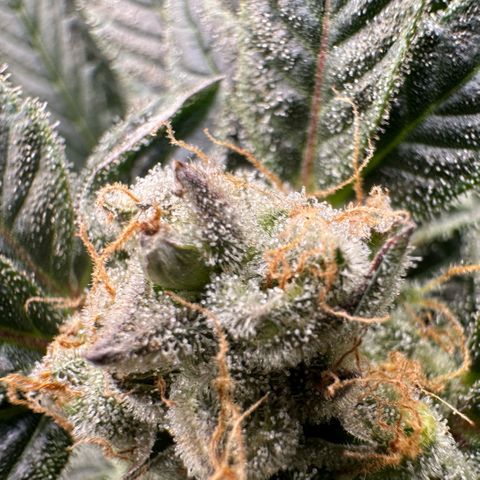 Fuel D.OG #2 Female 49.44g M growlog timeline photo