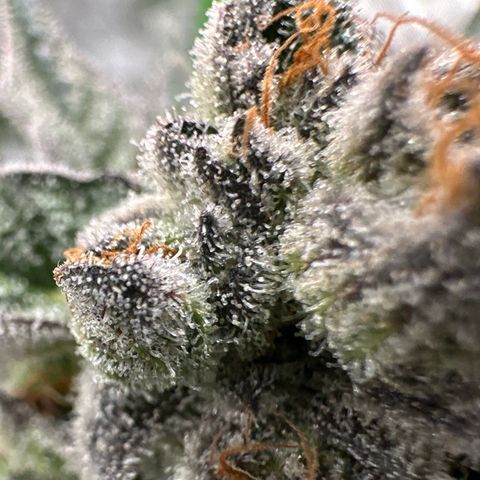 MiscxLAZ 5-4 34.63g growlog timeline photo