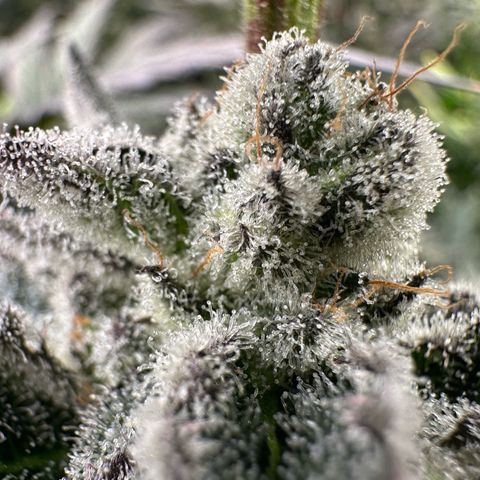 MiscxLAZ #29 C growlog timeline photo