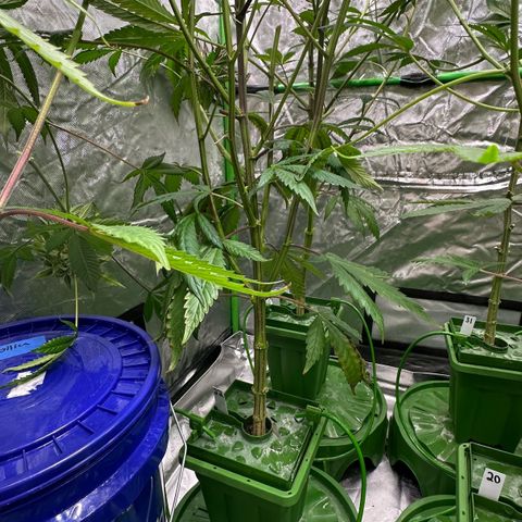 MiscxLAZ #22 C 42.33g growlog timeline photo