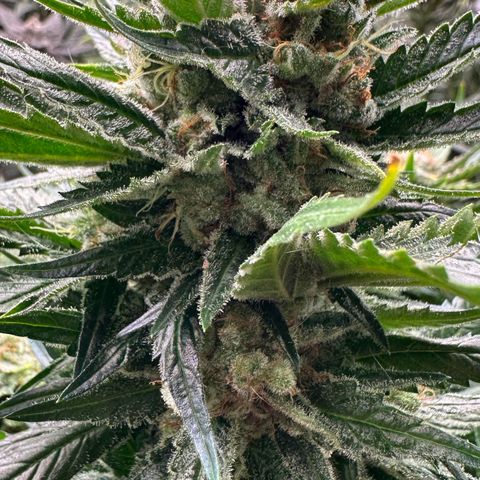 Fuel D.OG #1 Female 47.36g growlog timeline photo